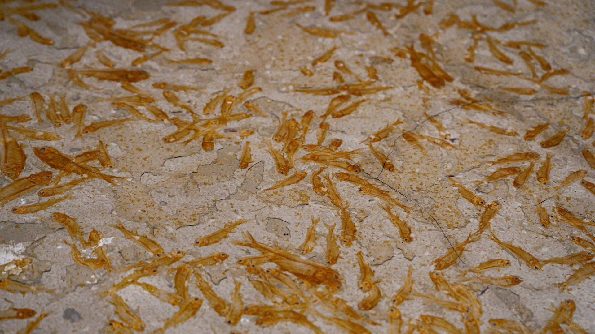 这些是镇馆之宝不容错过|呼市内蒙古博物院