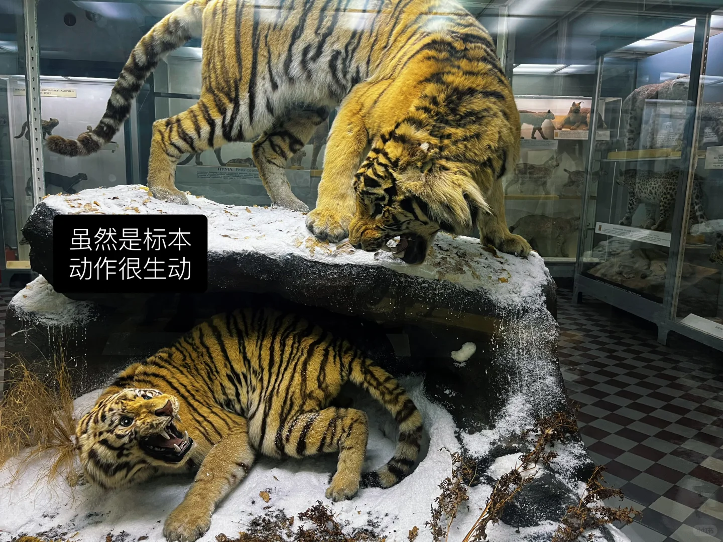 ??动物学博物馆奇妙夜