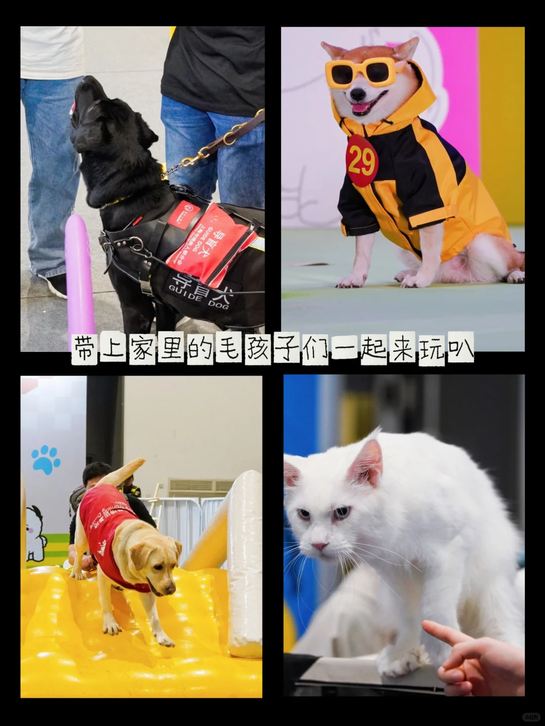 杭州铲屎官必冲!华东宠物展攻略&免费领票