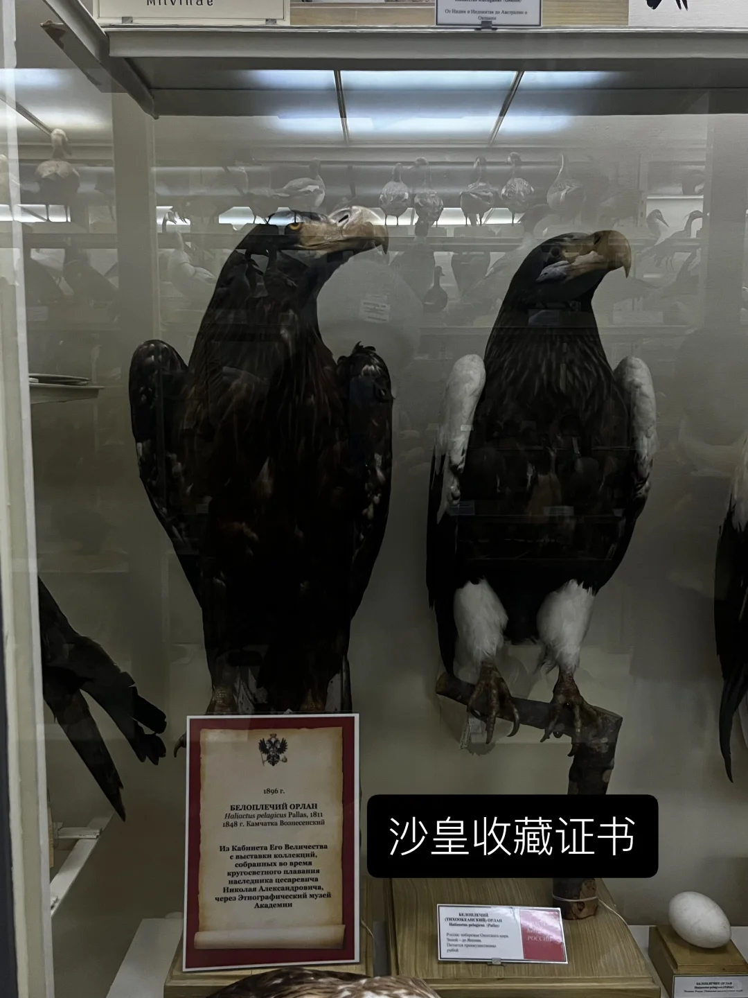 ??动物学博物馆奇妙夜