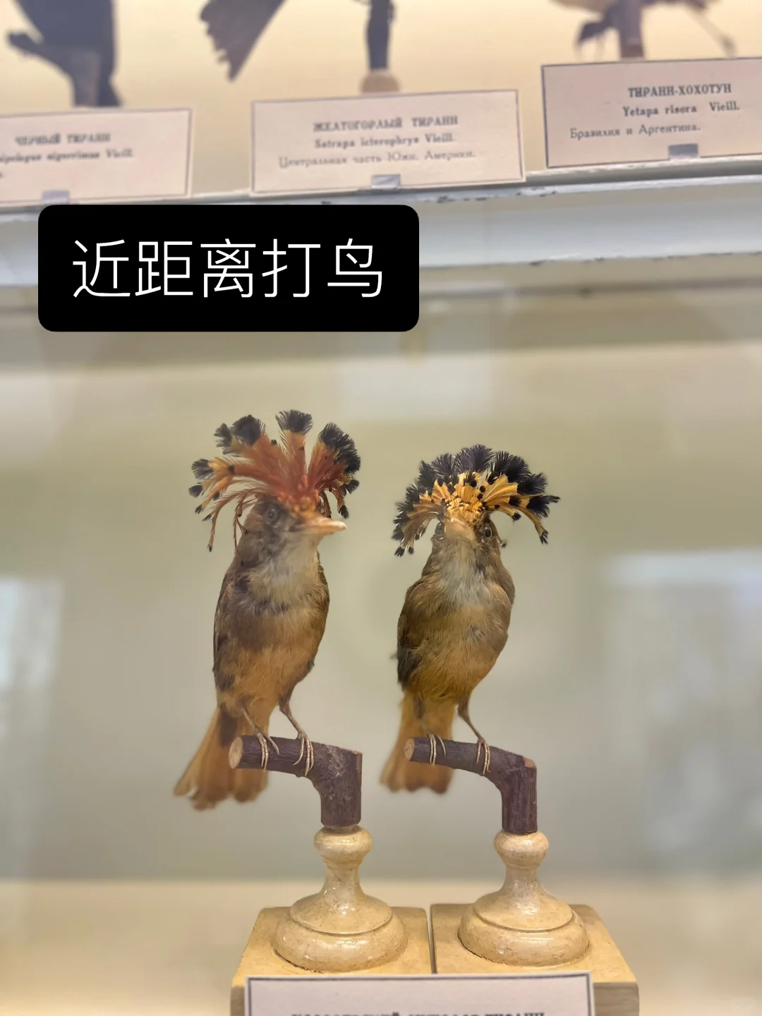 ??动物学博物馆奇妙夜