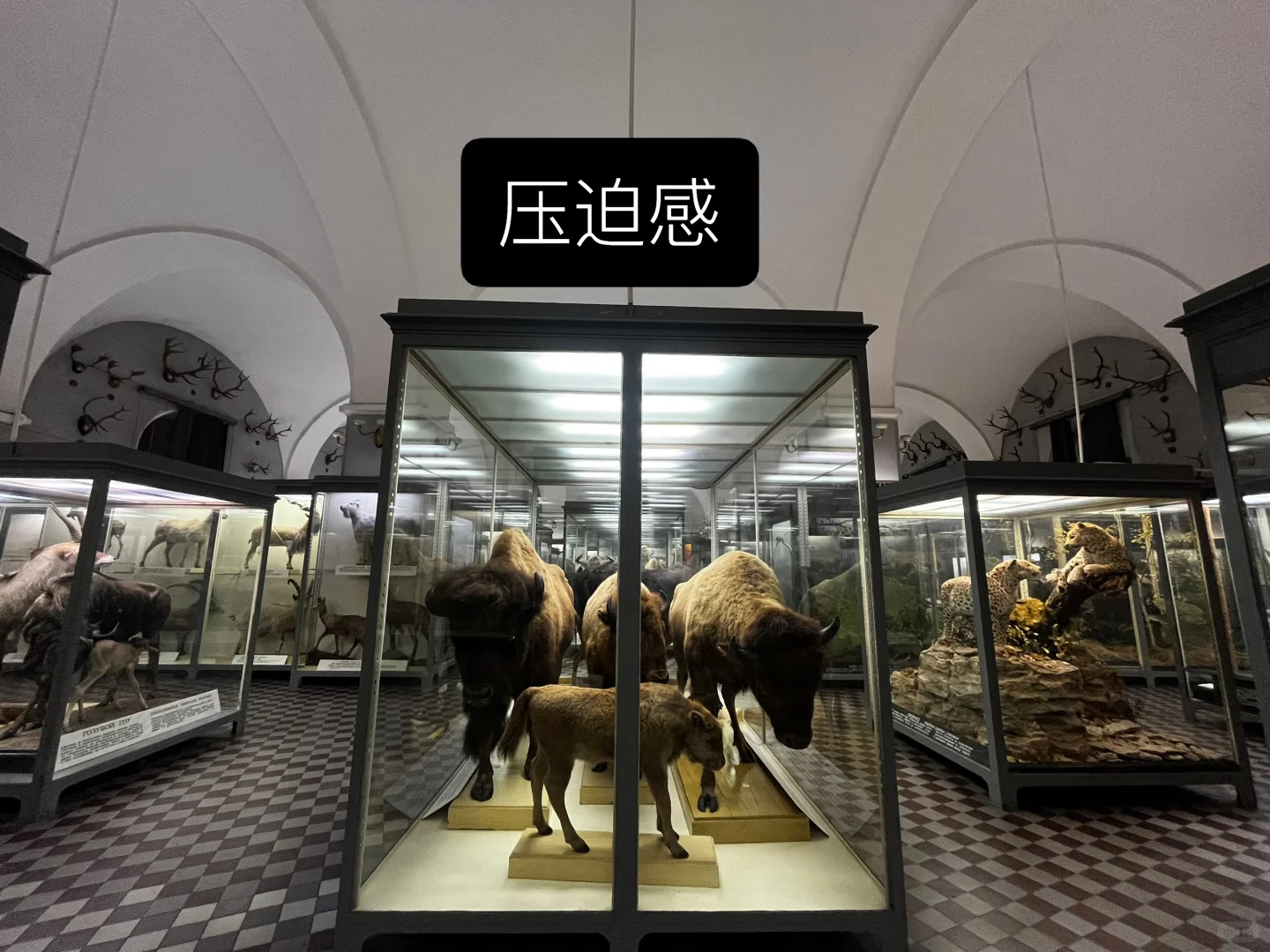 ??动物学博物馆奇妙夜