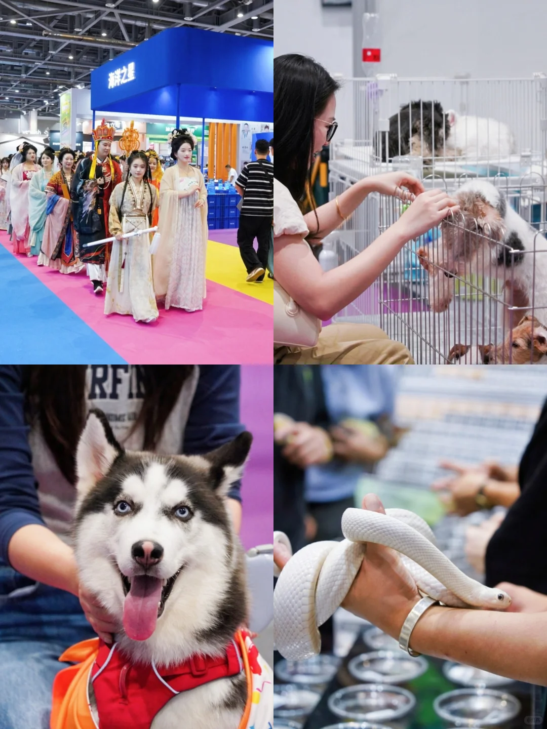 杭州铲屎官必冲!华东宠物展攻略&免费领票