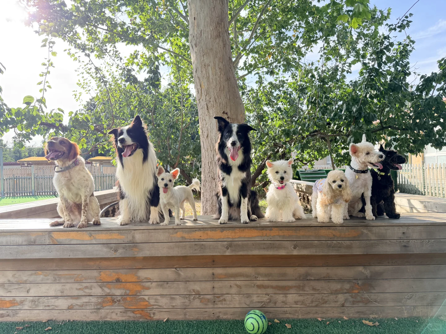 养宠人速冲!年终毛孩子福利天花板