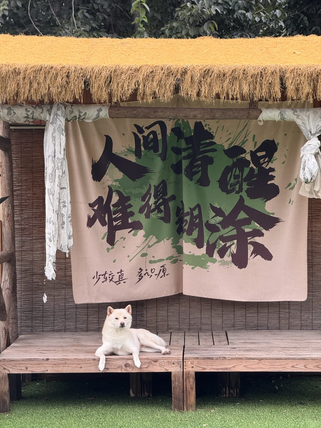 养宠人速冲!年终毛孩子福利天花板