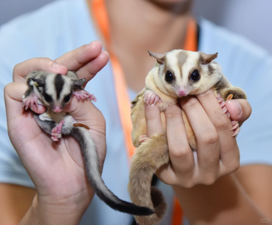 宝子们!宠物展门票限时领,速来!