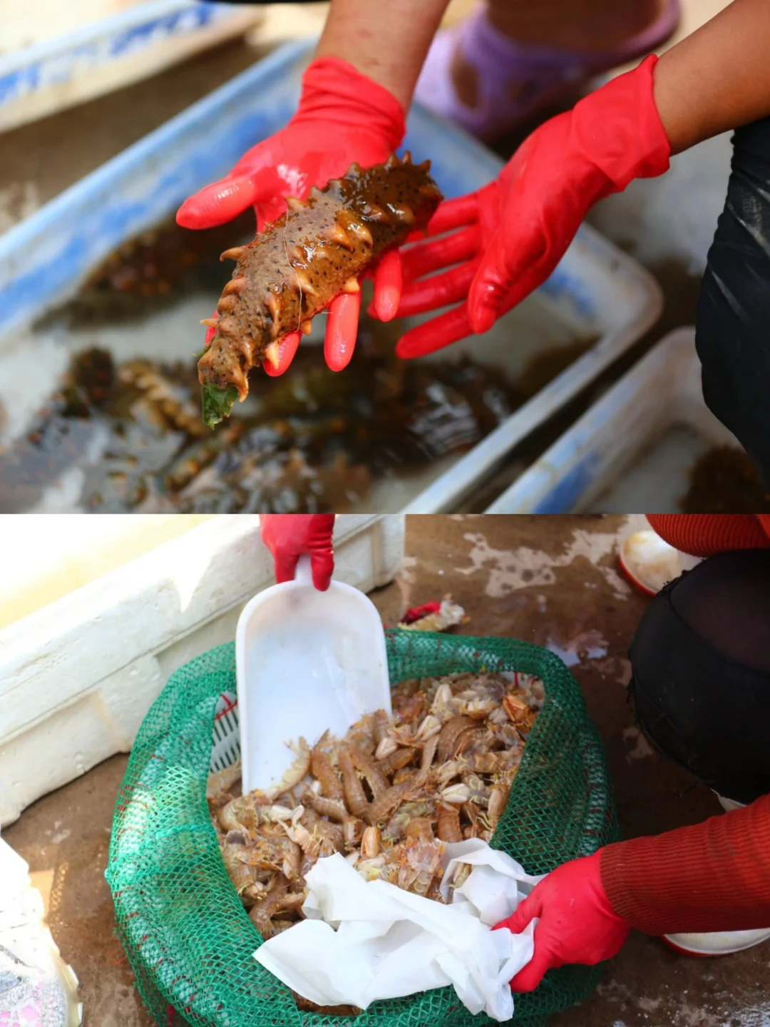 烟台人都去哪买海鲜❓超全地图公开?