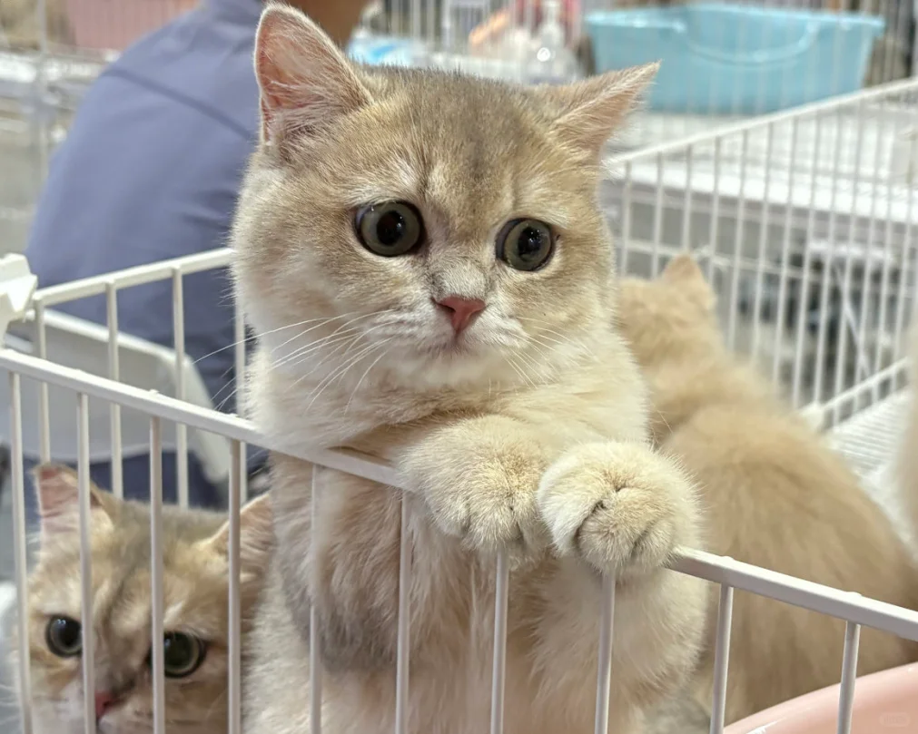 宝子们!宠物展门票限时领,速来!