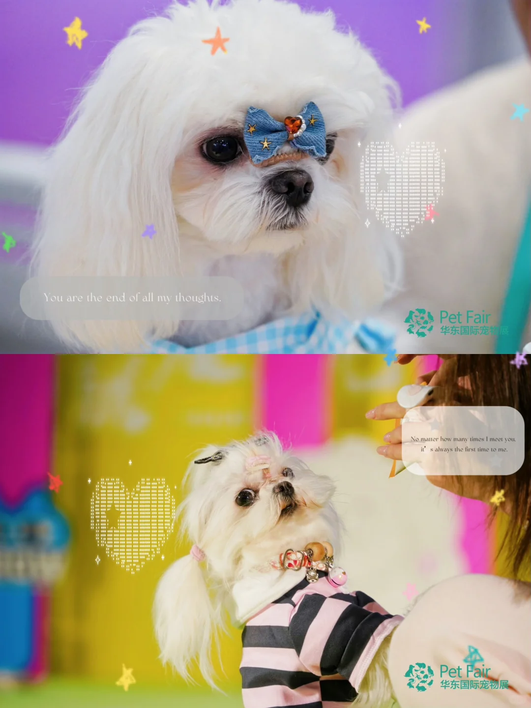 华东宠物展|铲屎官的年度囤货盛会来了!