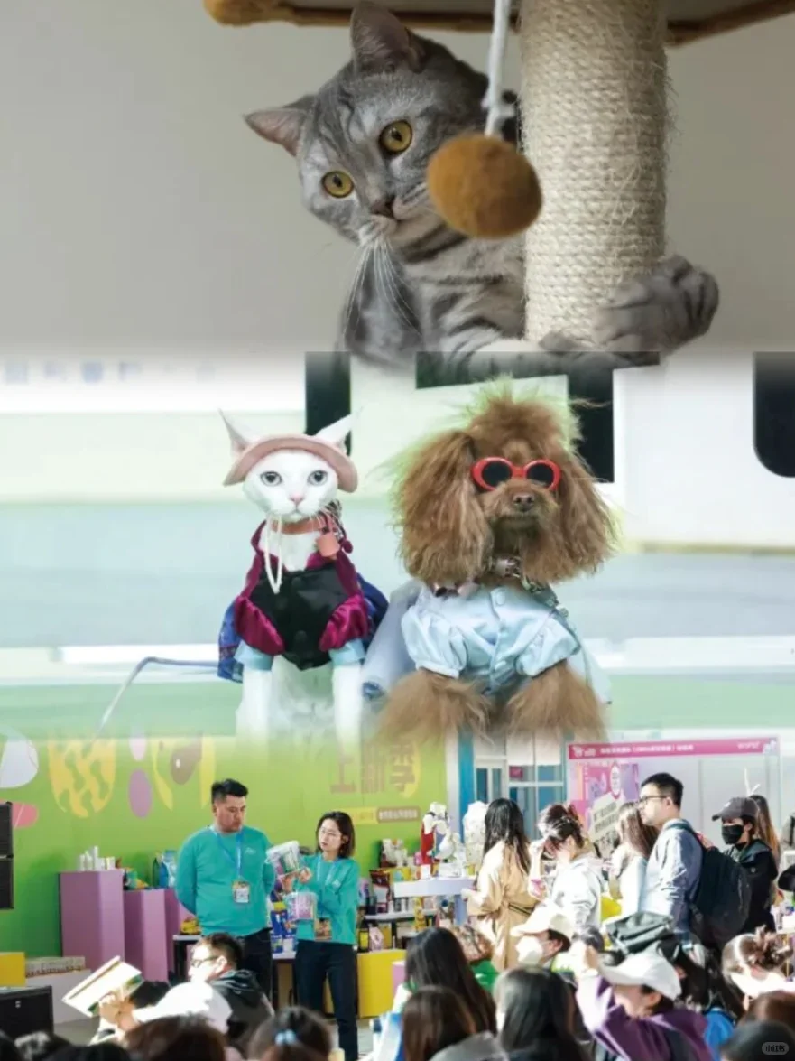 北京10月最萌宠物用品展，免费撸到爽