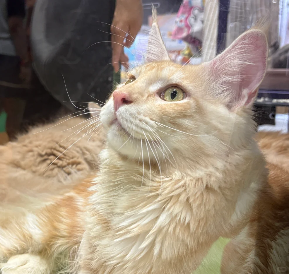 宝子们!宠物展门票限时领,速来!