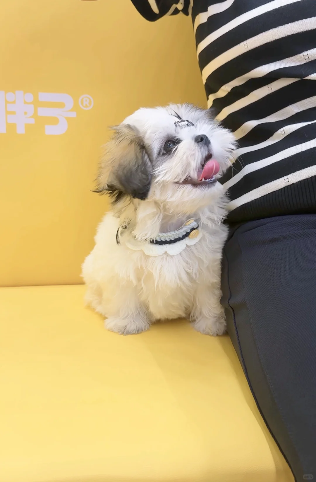 深圳宠物展首日战报!劝薅羊毛党慎冲?