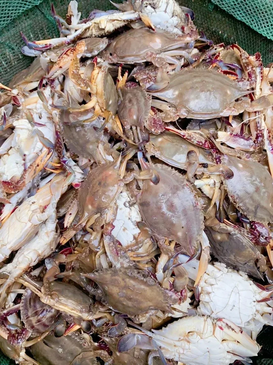 烟台人都去哪买海鲜❓超全地图公开?