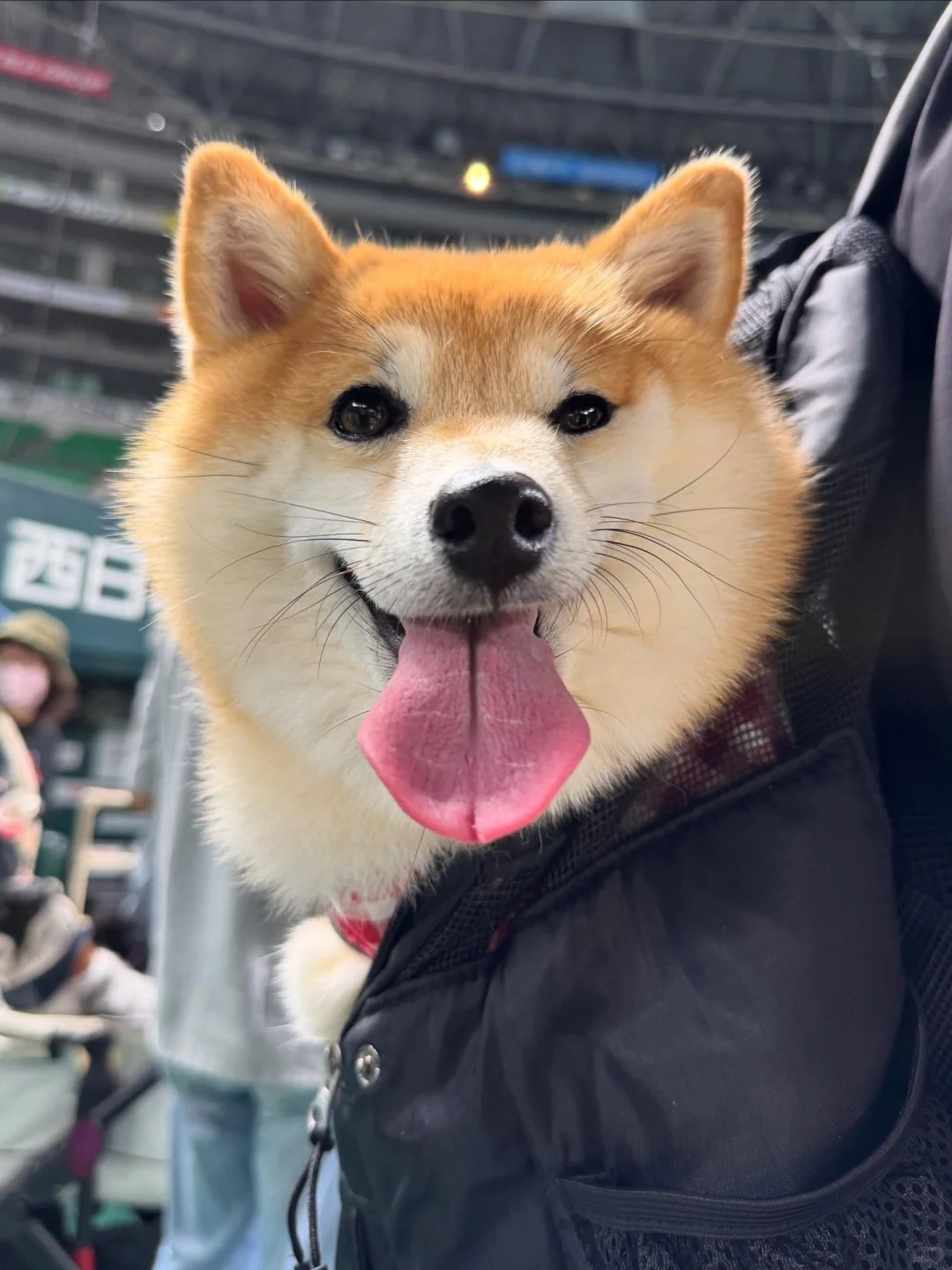 宠物同伴入场OK!大阪大规模宠物市集登场