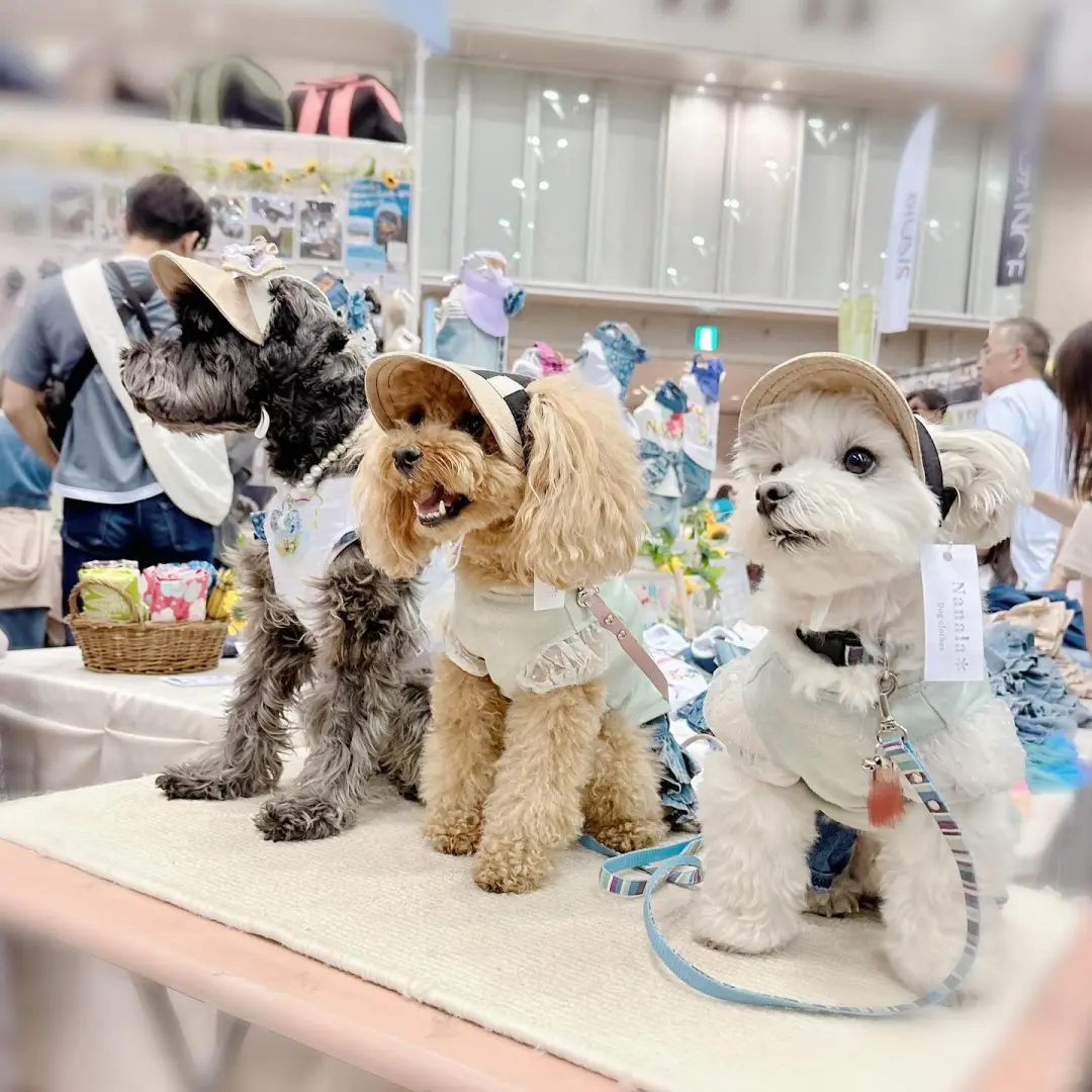 宠物同伴入场OK!大阪大规模宠物市集登场