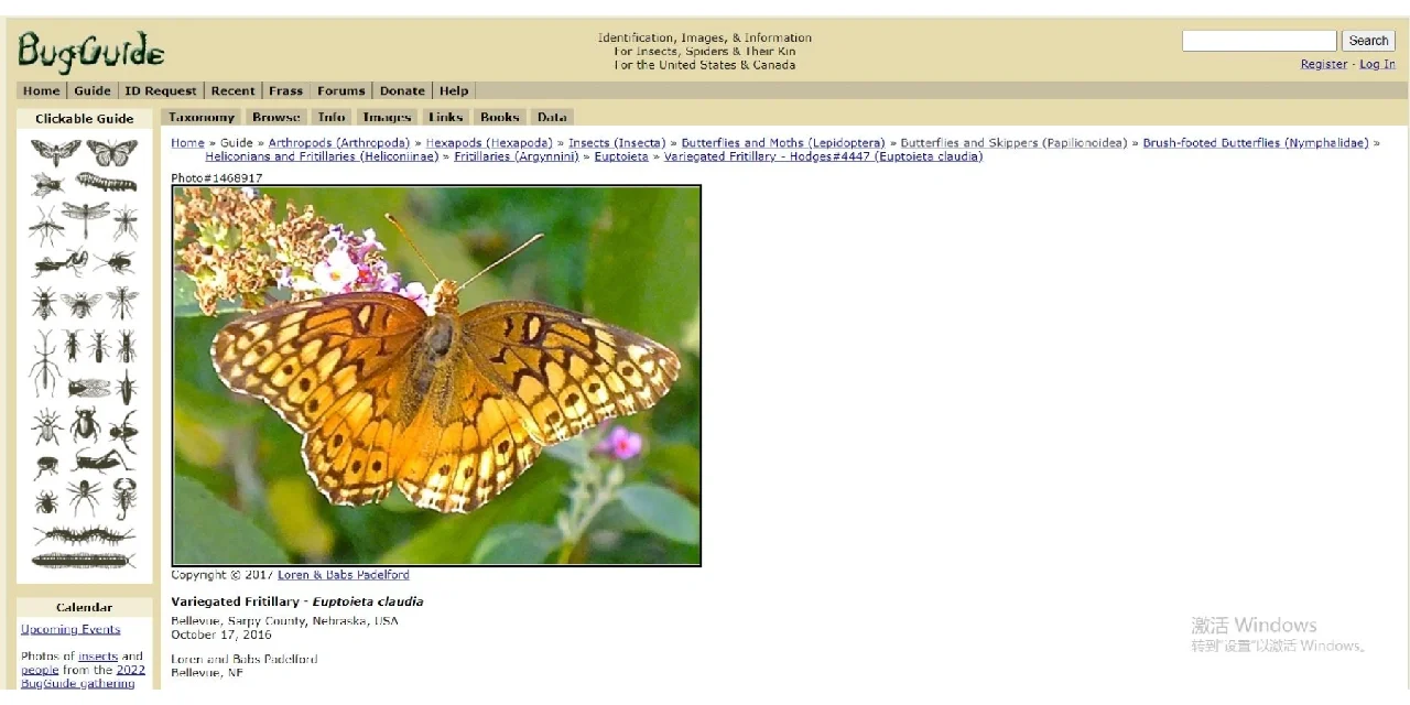 一些昆虫分类网站