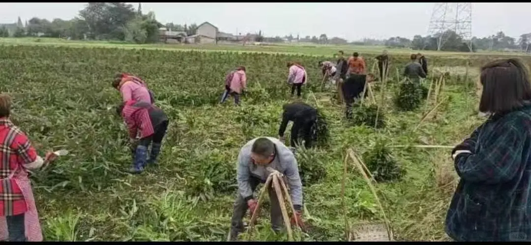 成都全品类生鲜食材配送,欢迎前来对比