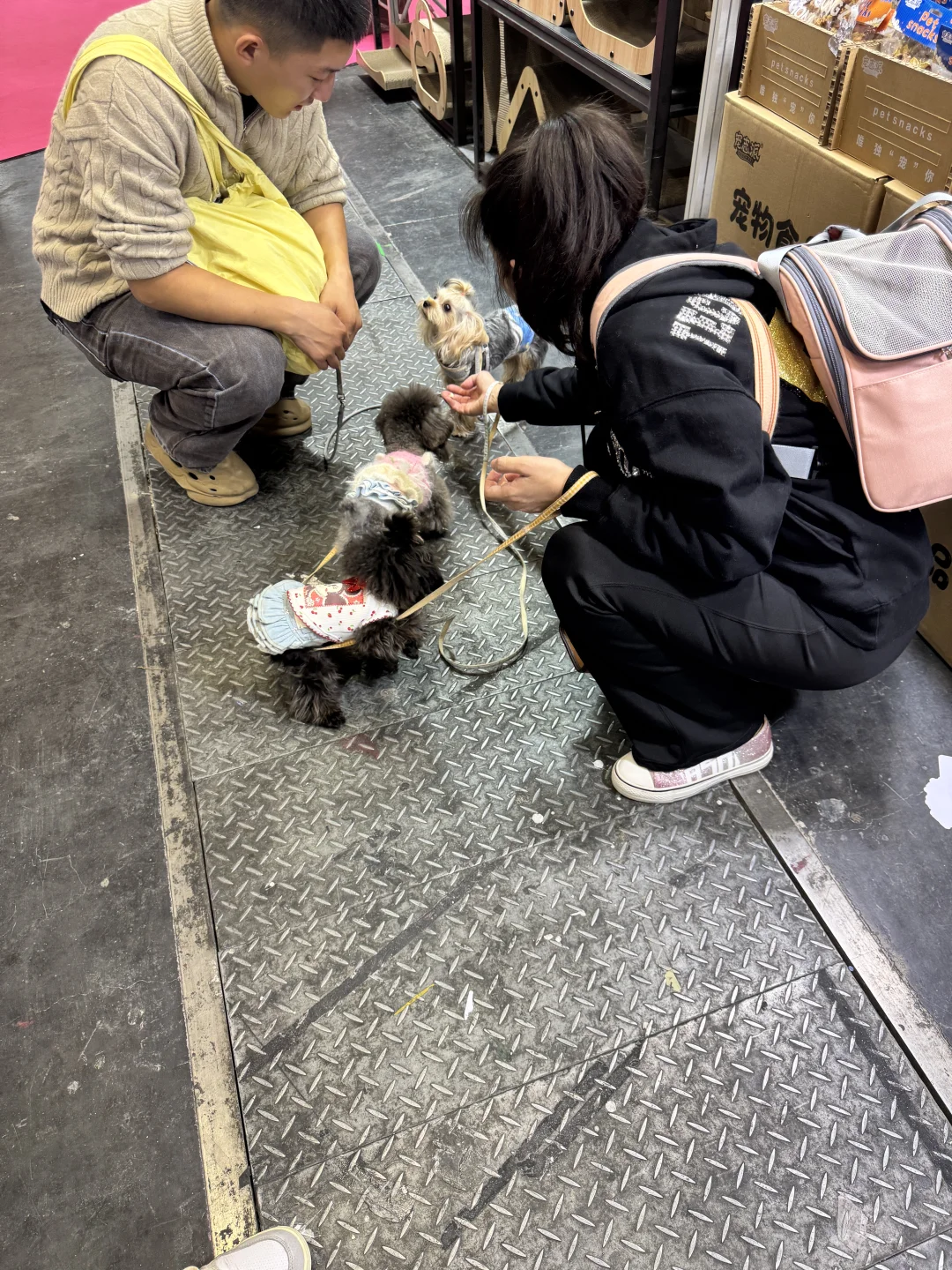 郑州宠物展工厂搞活动……