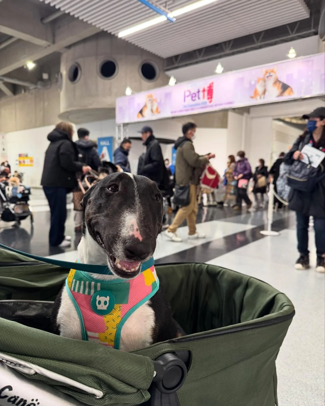 宠物同伴入场OK!大阪大规模宠物市集登场