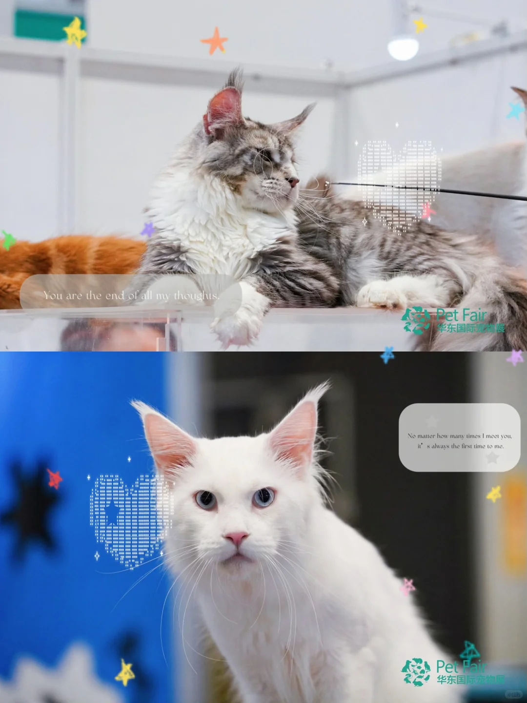 华东宠物展|铲屎官的年度囤货盛会来了!