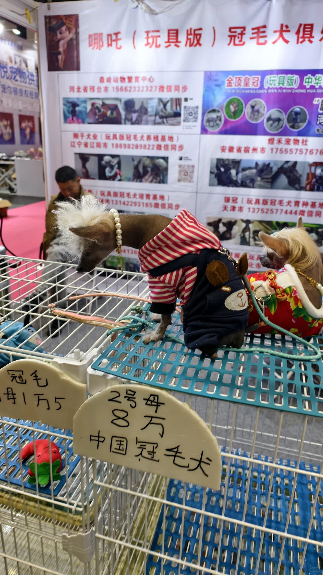 看宠物可以,薅羊毛别去(多一张门票)