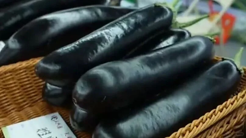 2025沈阳种业博览会圆满落幕