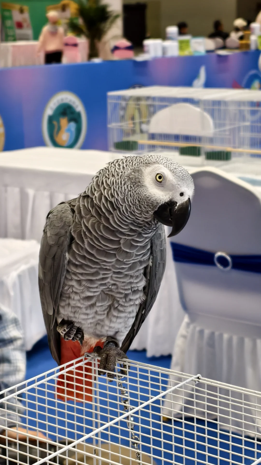 看宠物可以,薅羊毛别去(多一张门票)