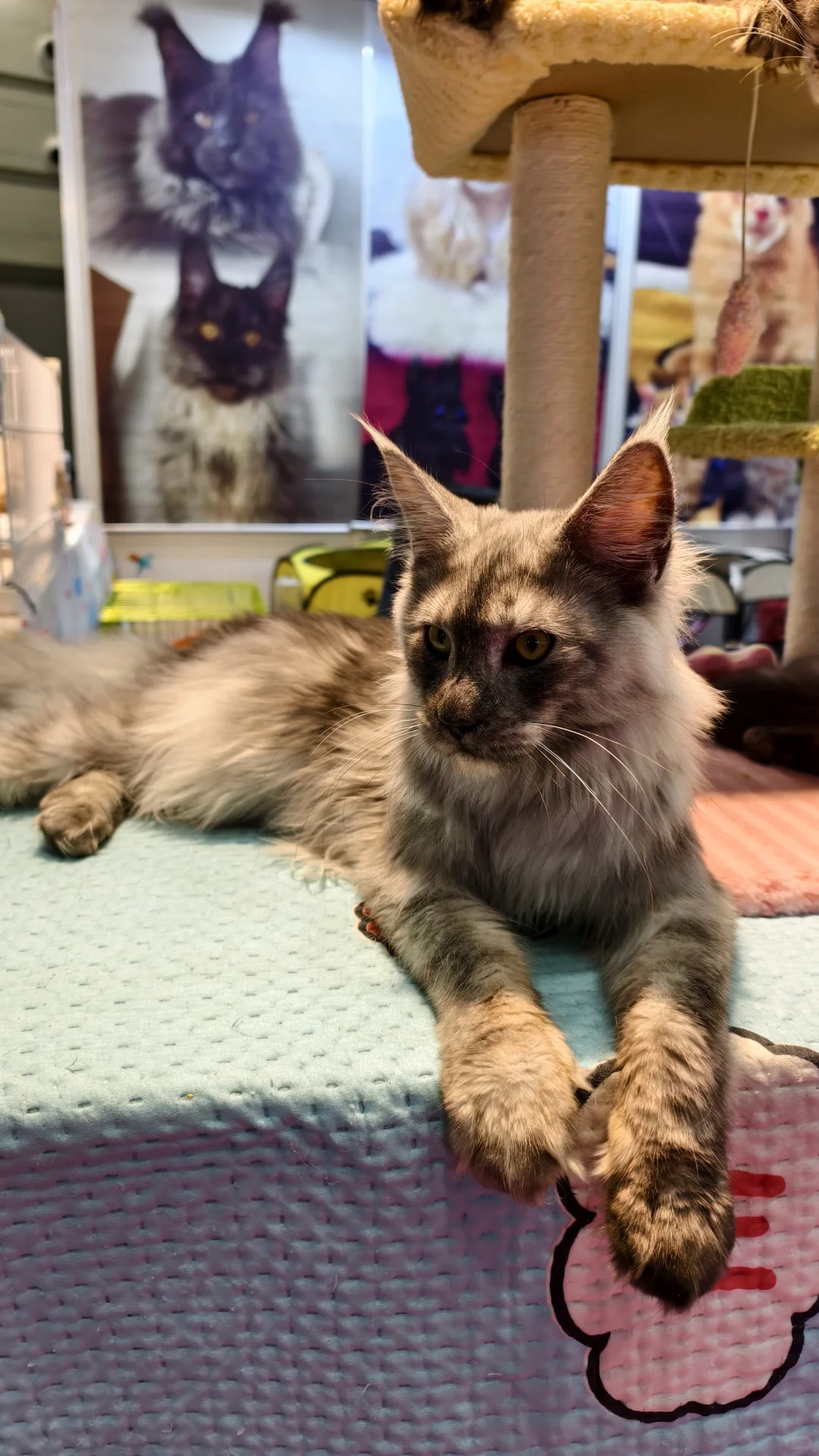 看宠物可以,薅羊毛别去(多一张门票)