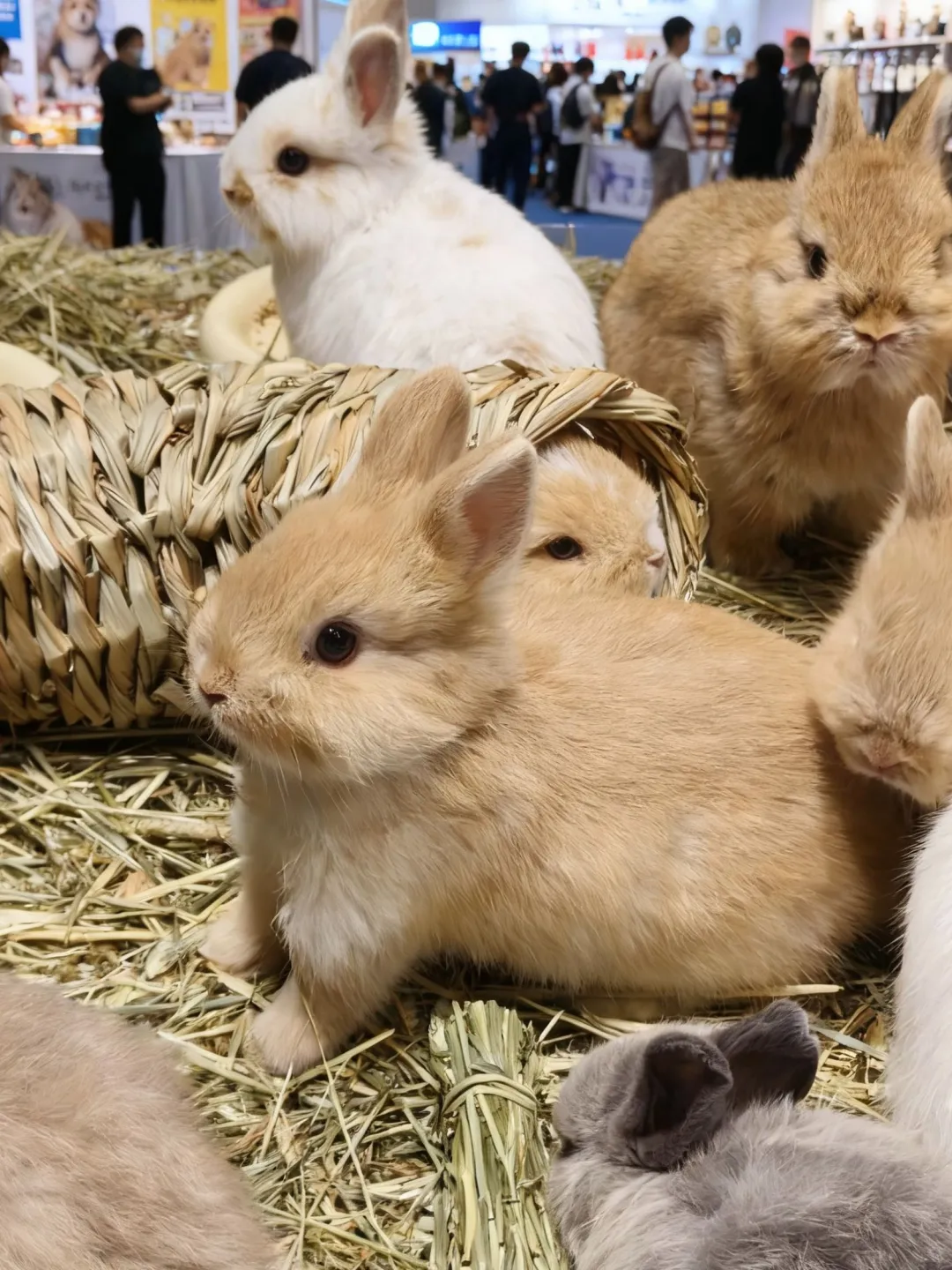 川南异宠展品种控狂喜！这些稀有货第一次见