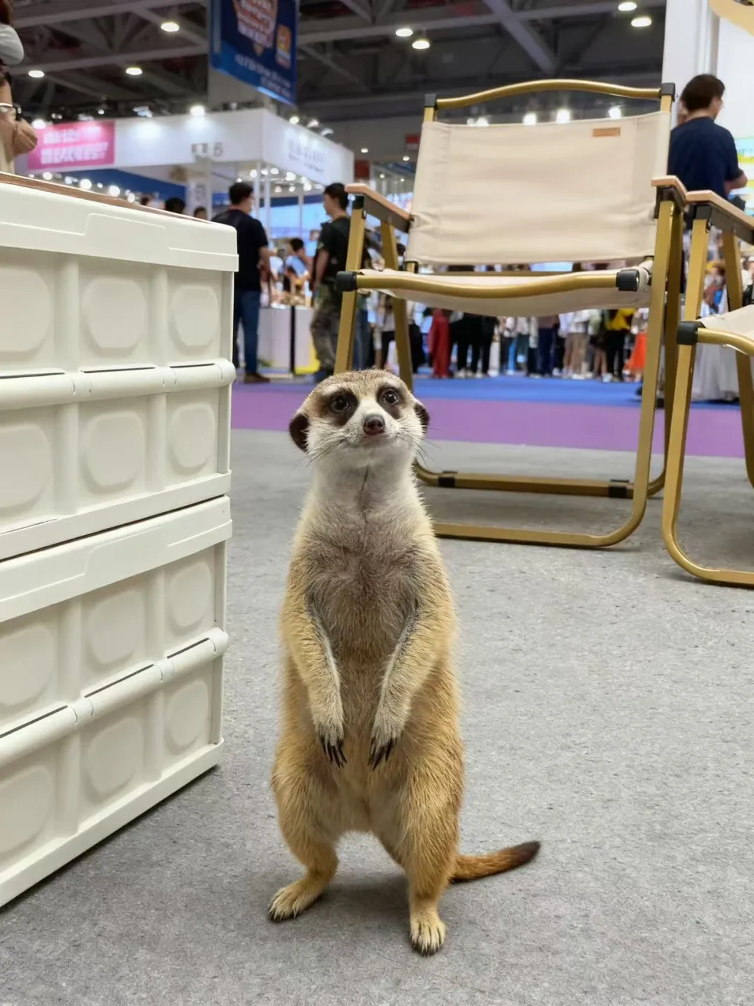 川南异宠展品种控狂喜！这些稀有货第一次见