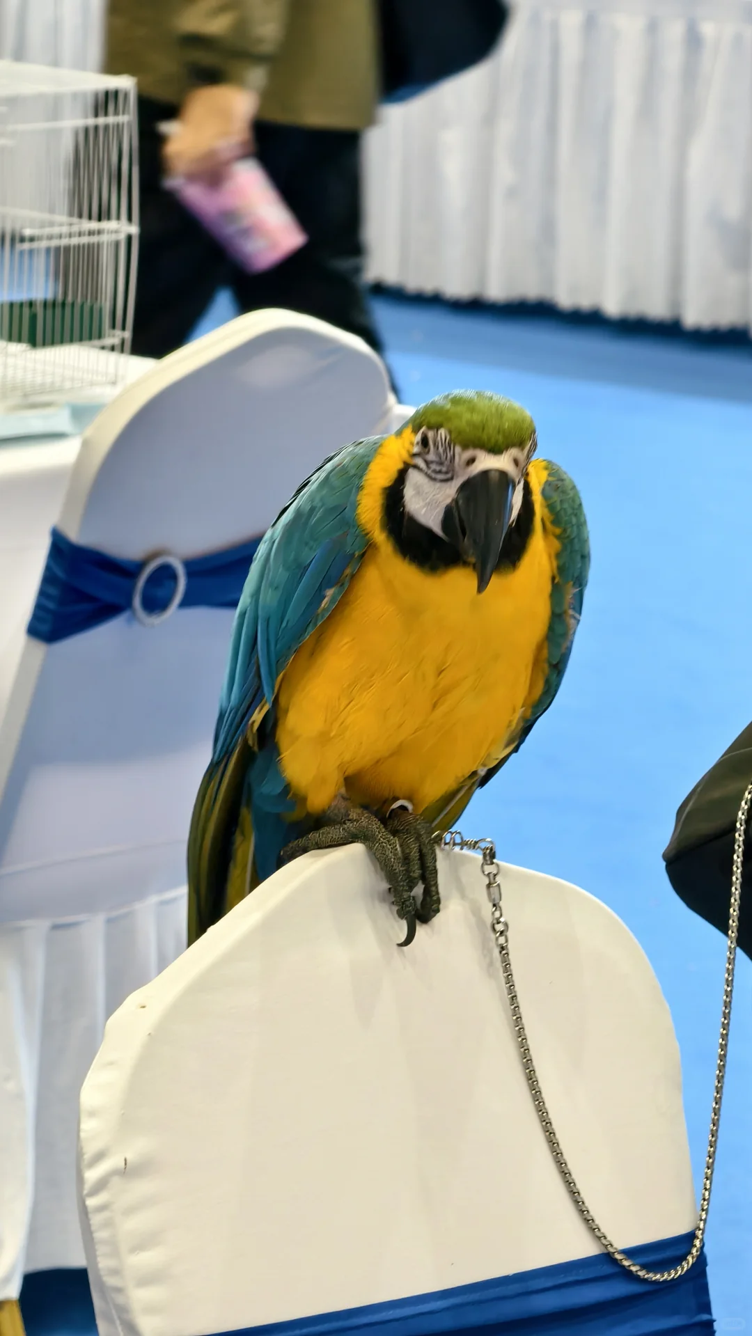 看宠物可以,薅羊毛别去(多一张门票)