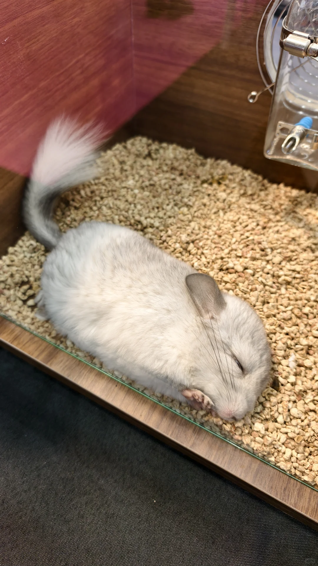 看宠物可以,薅羊毛别去(多一张门票)