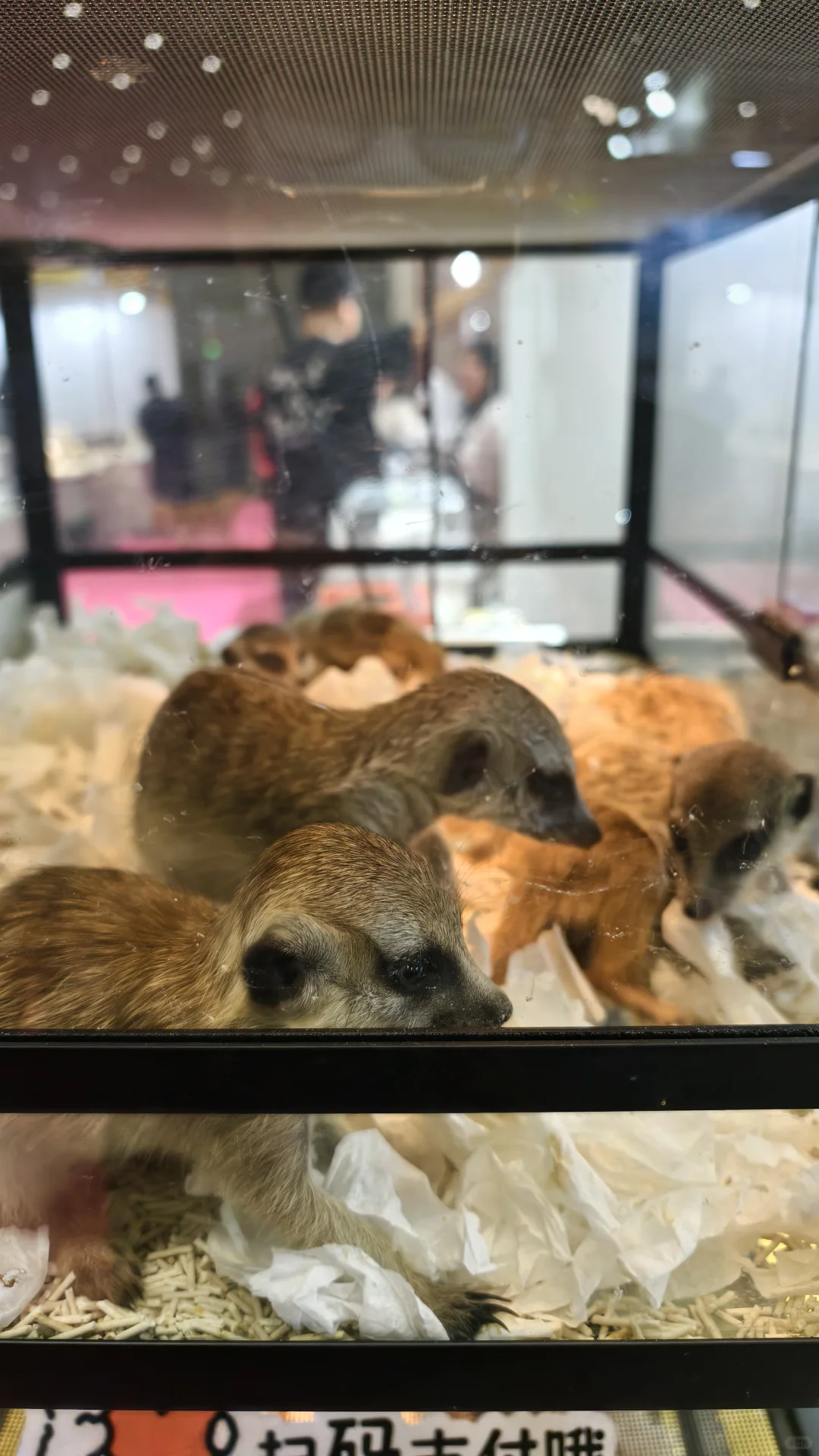 看宠物可以,薅羊毛别去(多一张门票)