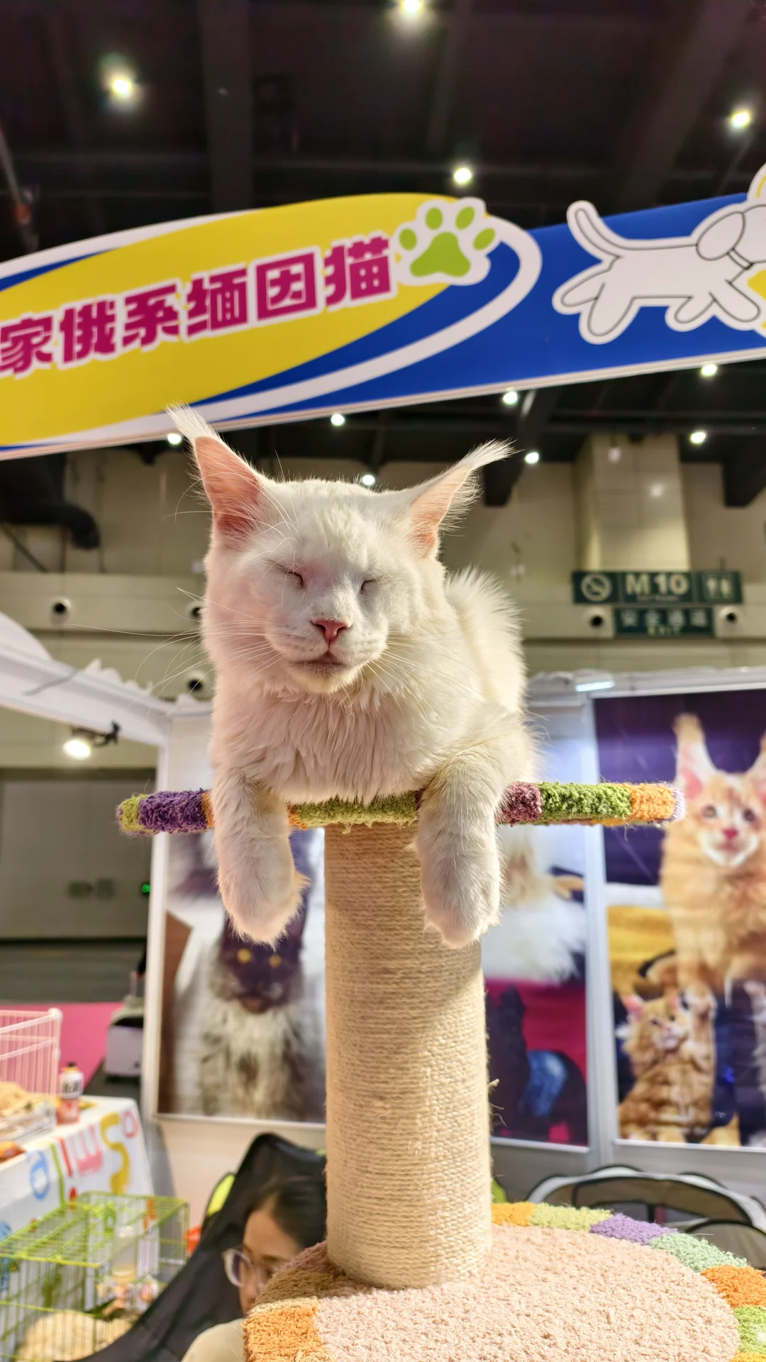 看宠物可以,薅羊毛别去(多一张门票)