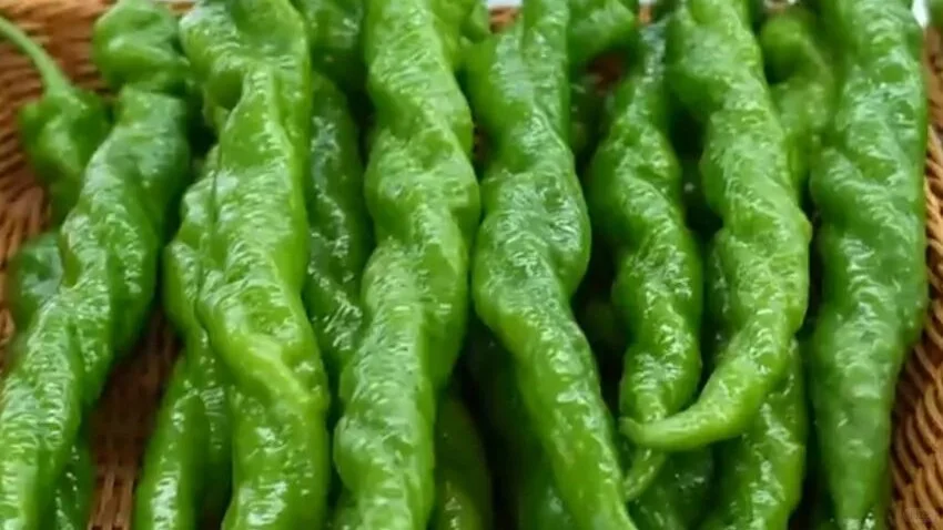 2025沈阳种业博览会圆满落幕