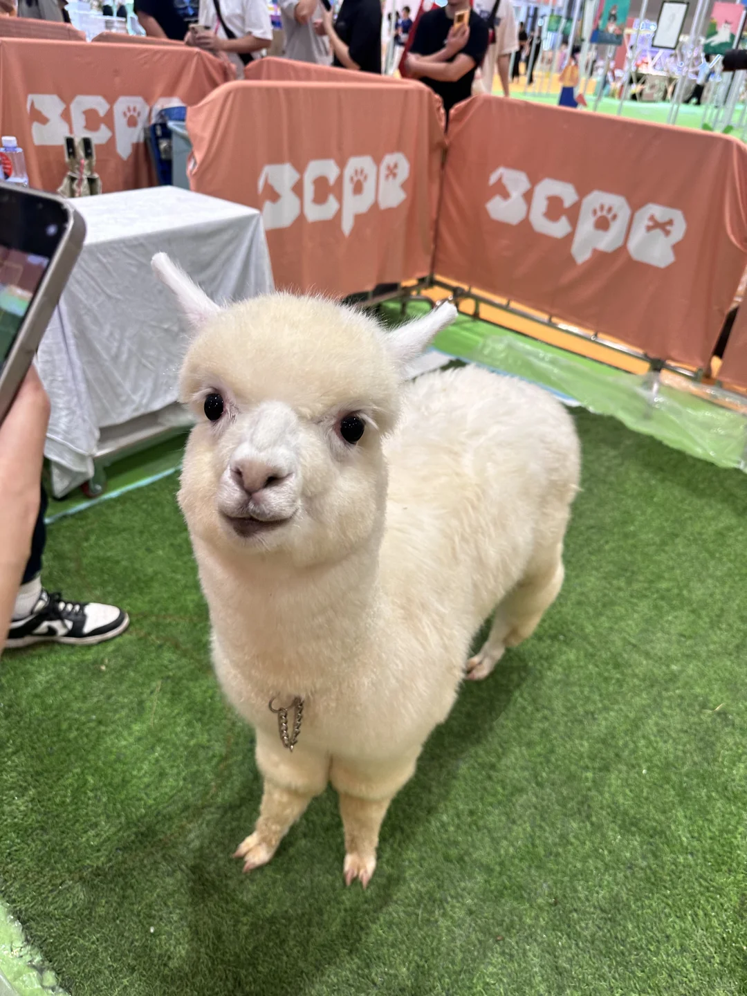 深圳家居礼品展第一天给崽崽们薅的羊毛