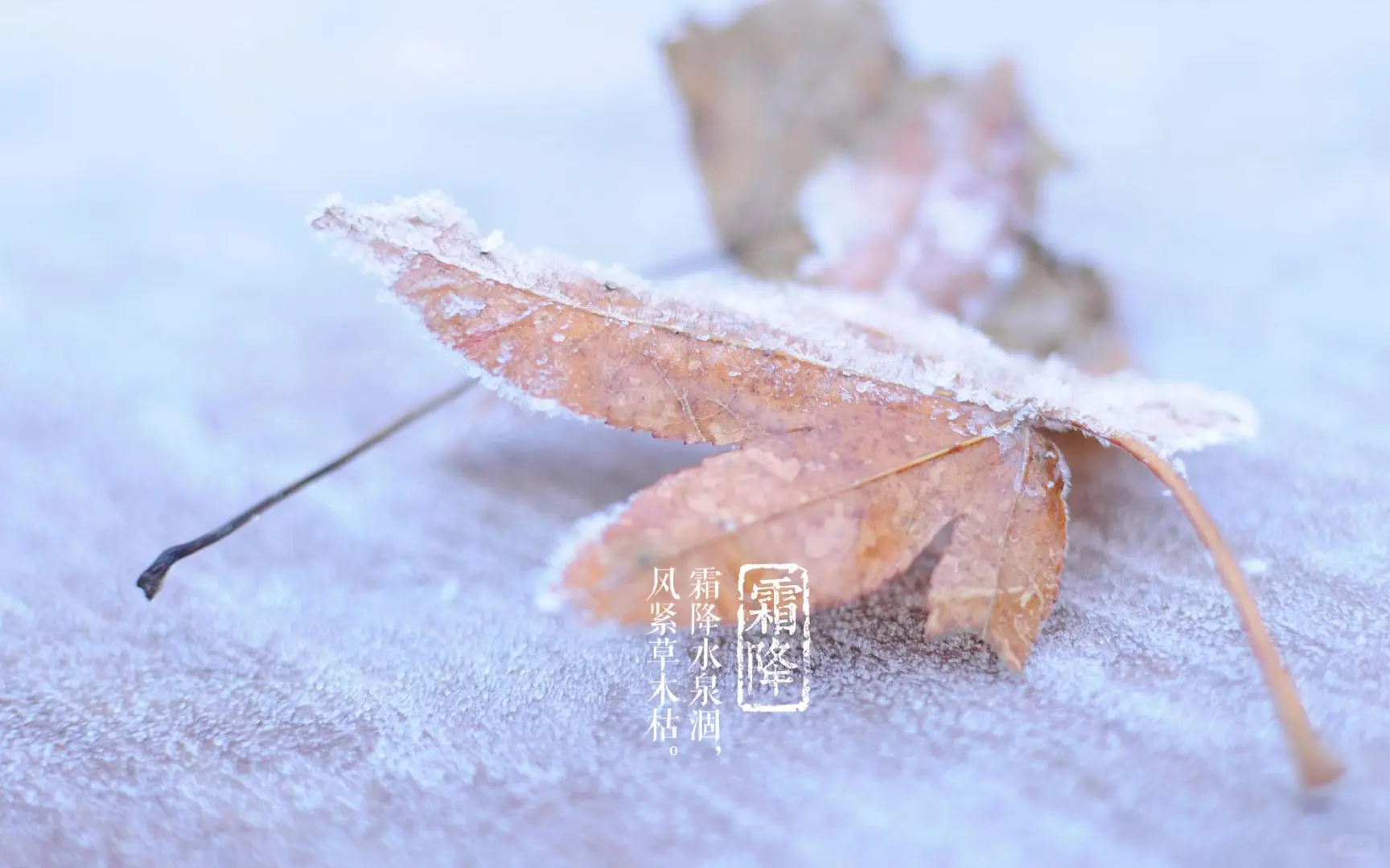 霜降：秋尽冬始的中国风俗与文化