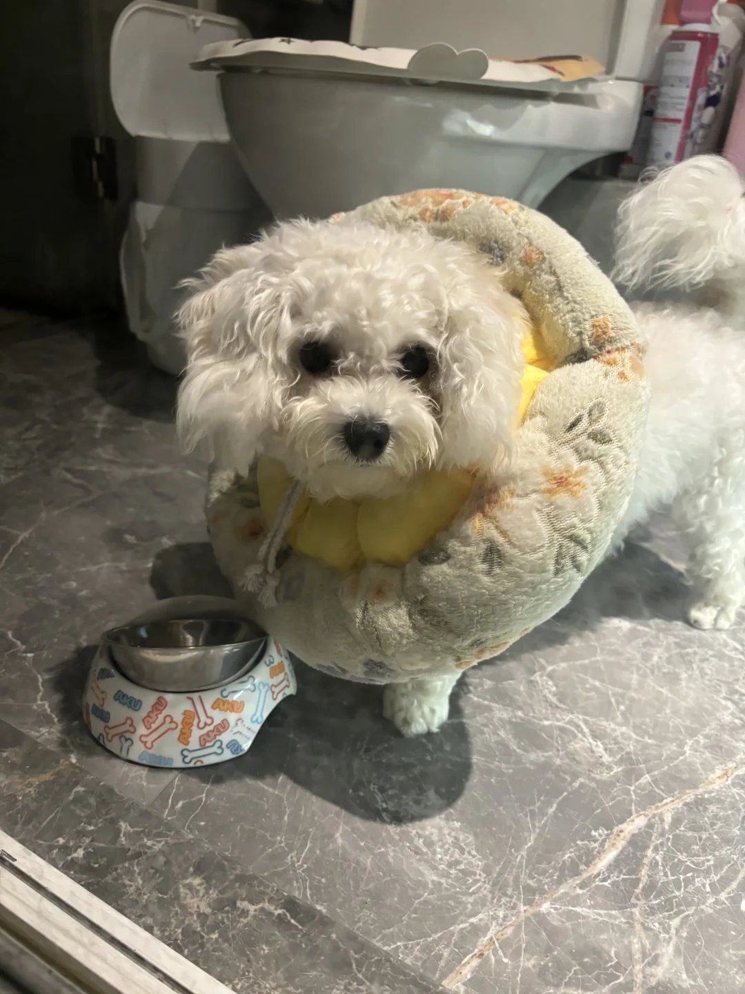 宠物展邂逅