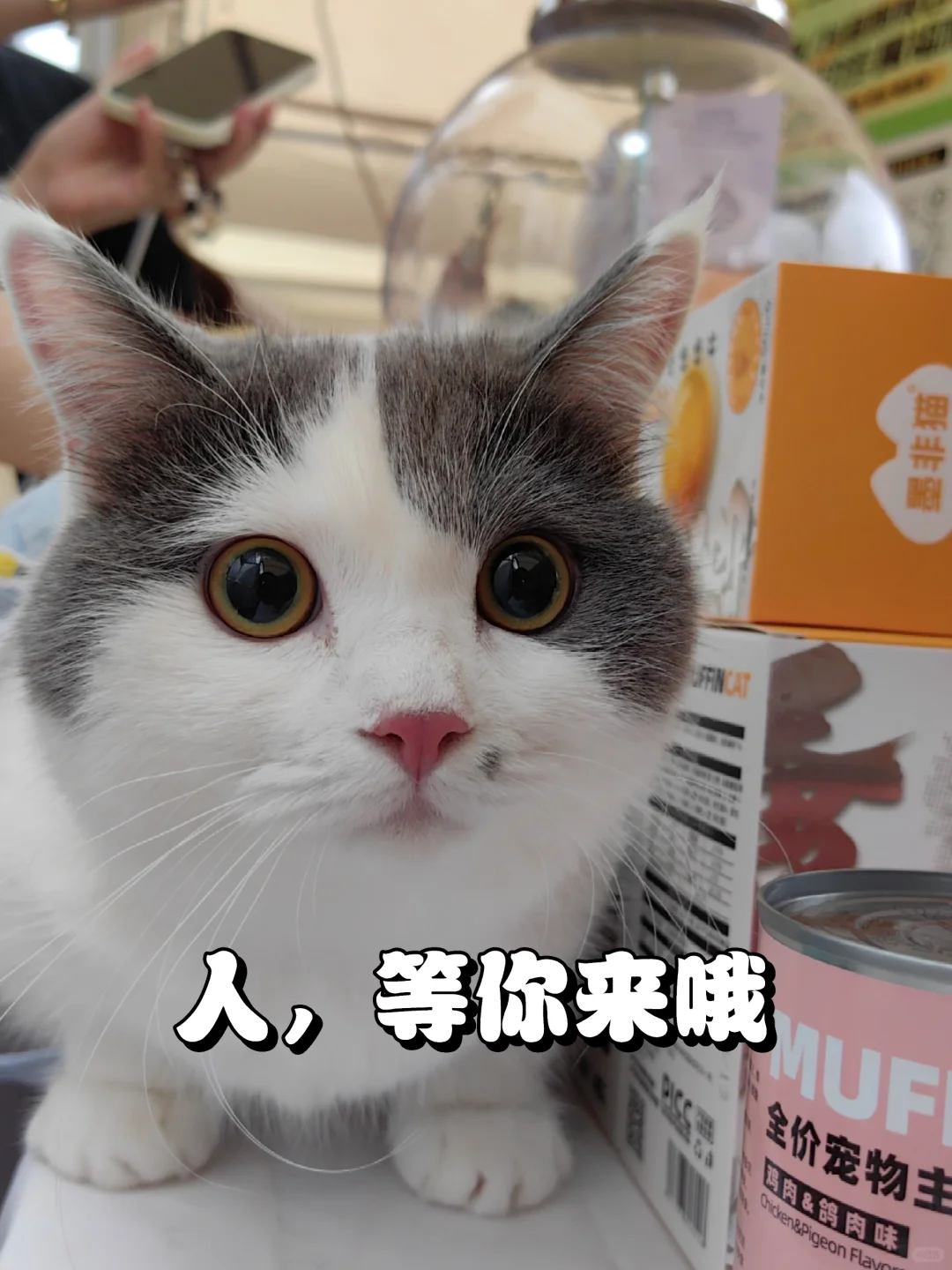 倒计时3天‼️墨非猫华宠展送好礼?