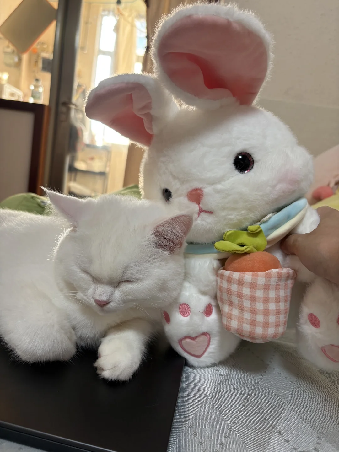 深宠展战果和划算摊位