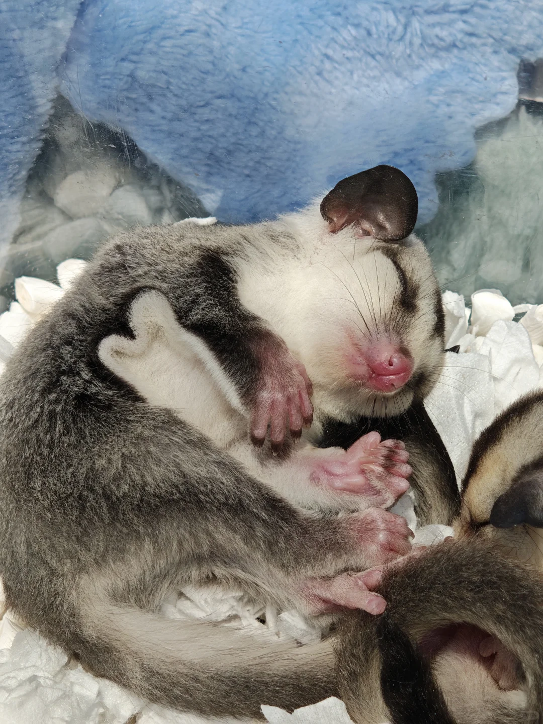 羊毛来了！华东宠物展（杭州）