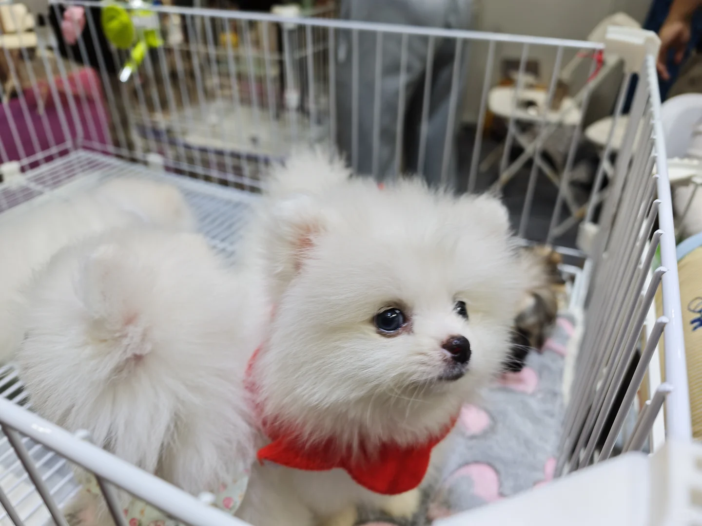 羊毛来了！华东宠物展（杭州）