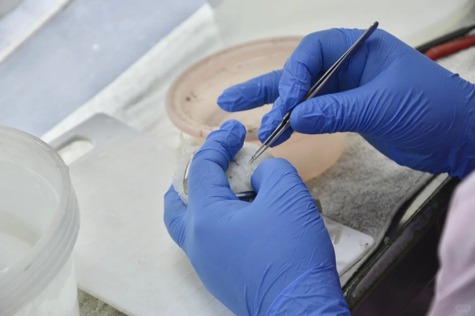 燕窝工厂的日常