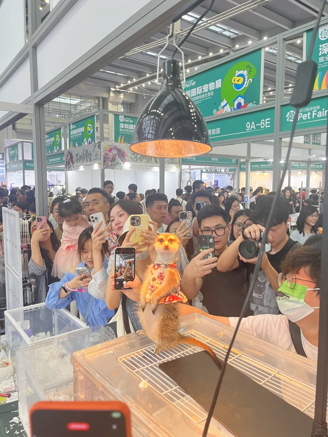 讲真的 宠物展不太好逛