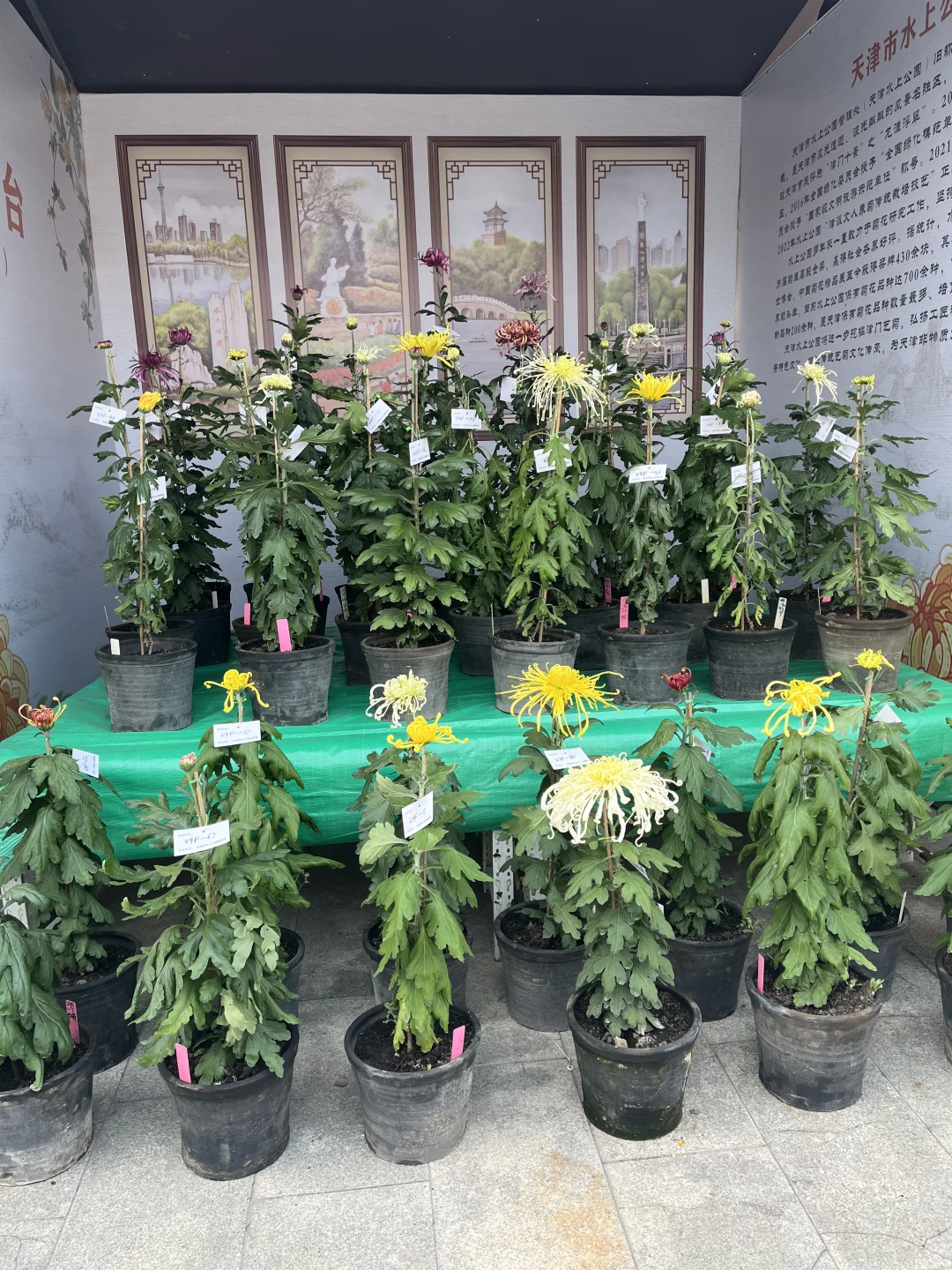 来看看水上公园菊花展,免费?