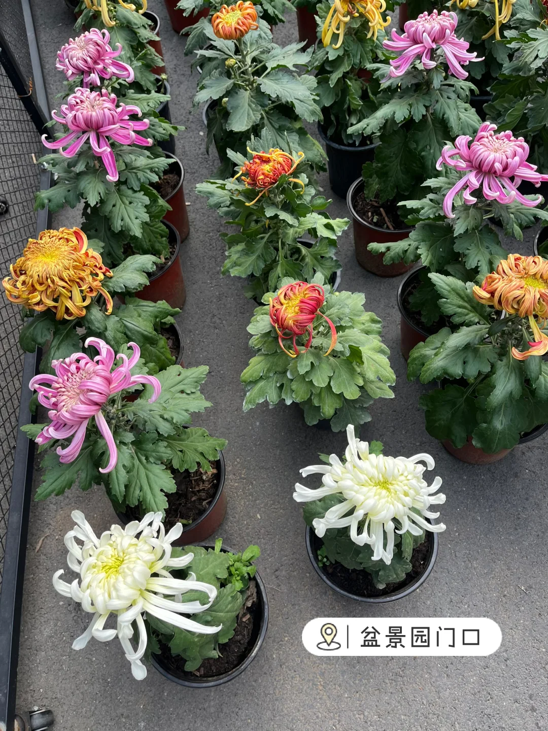 来看看水上公园菊花展,免费?