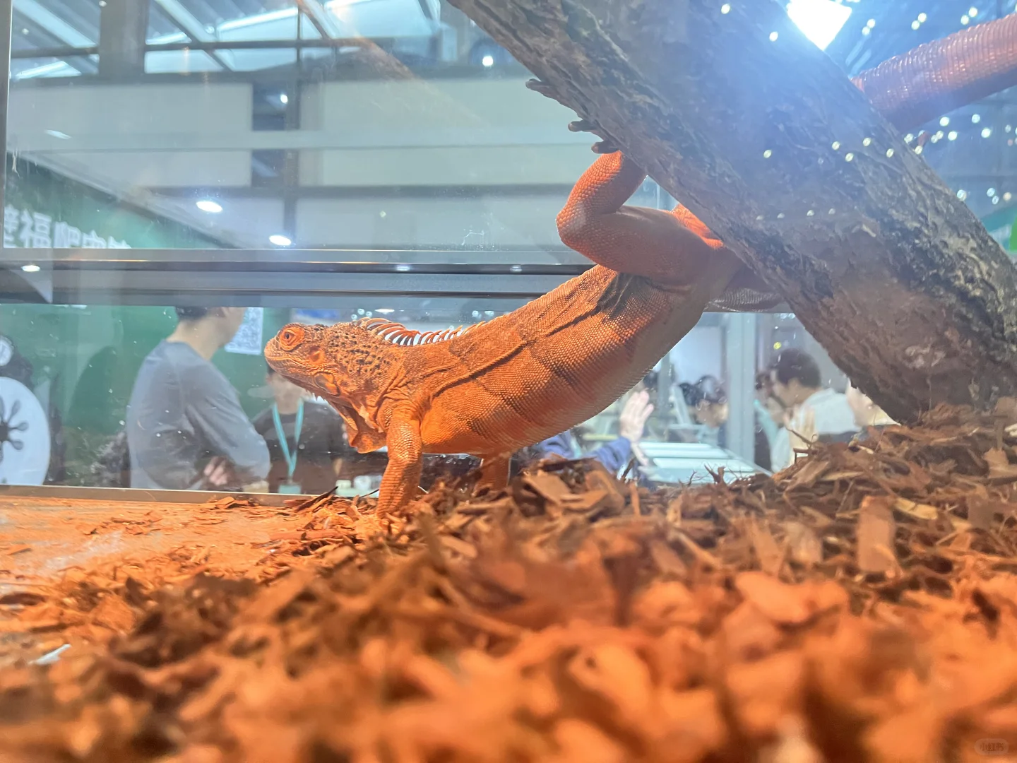 讲真的 宠物展不太好逛