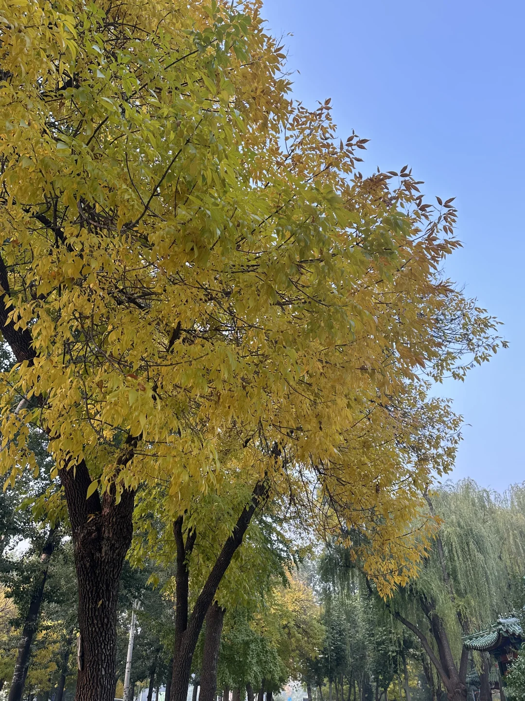 新疆农产品北京交易会，值得来逛一次！