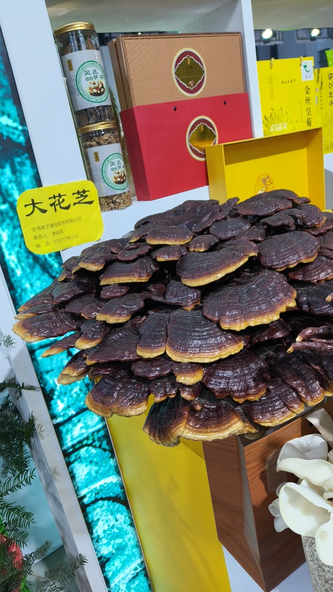 杨凌农高会的奇妙之旅 ?