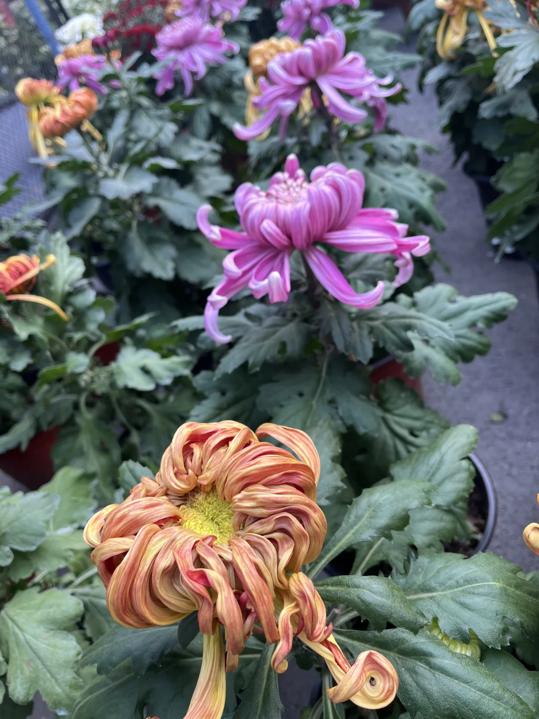 来看看水上公园菊花展,免费?